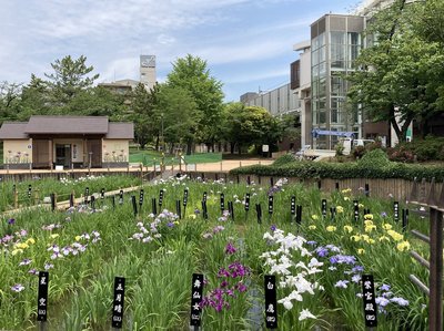 🏞️ 창포 늪 공원(쇼부누마 코엔) 이미지 2